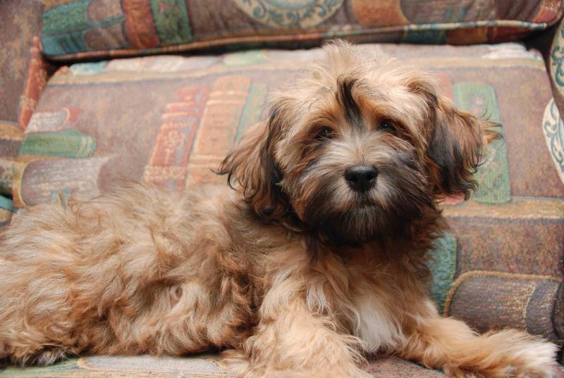 Havanese