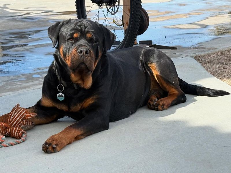 Rottweiler