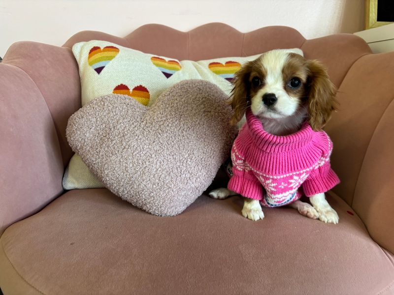 Cavalier King Charles Spaniel
