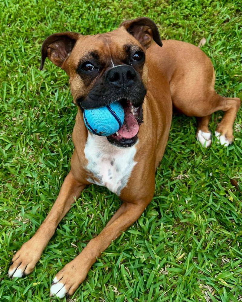 Boxer