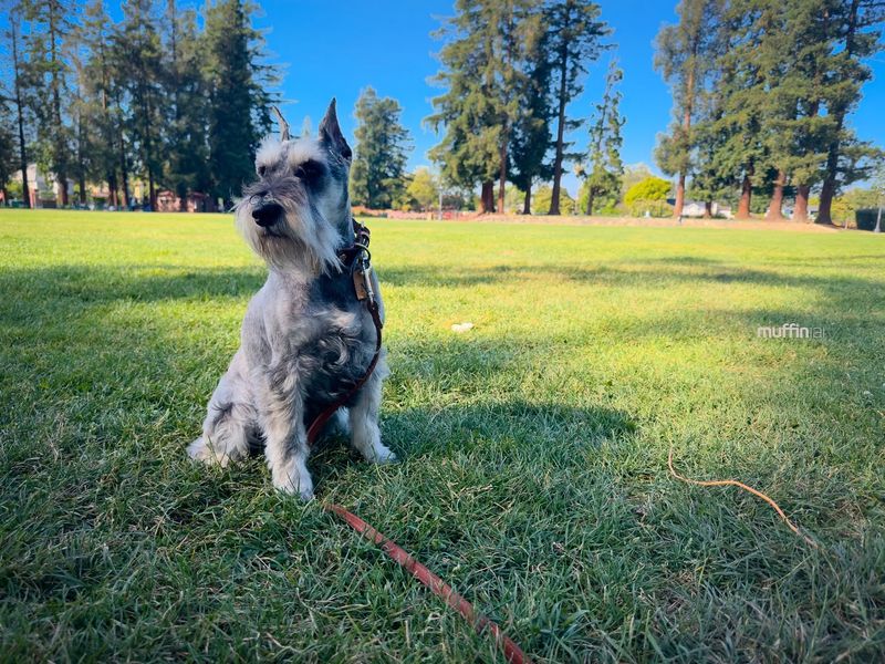 Miniature Schnauzer