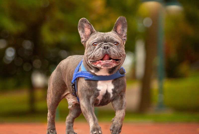French Bulldog