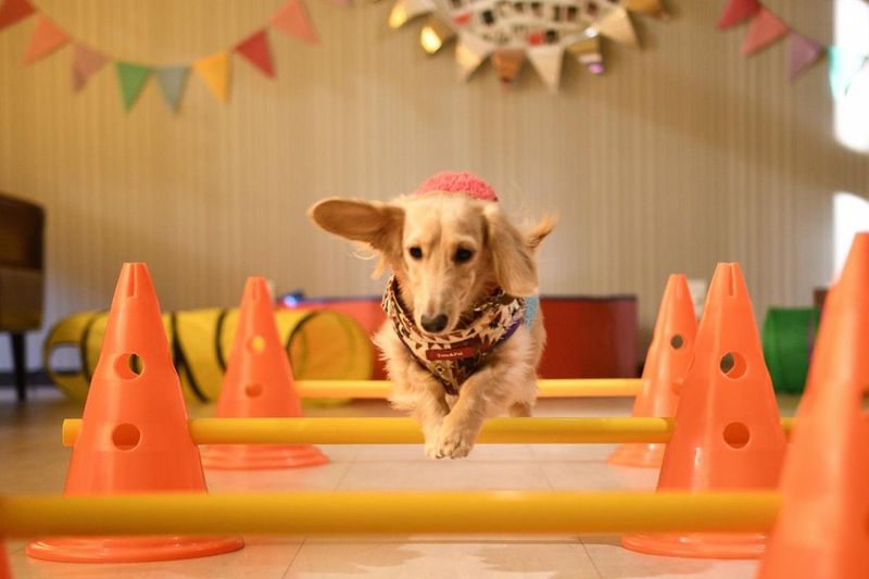Dachshund