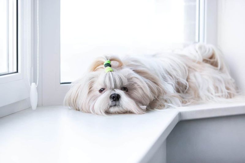 Shih Tzu's Serene Presence