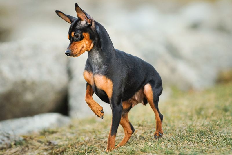 Miniature Pinscher