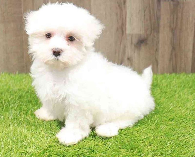 Maltese