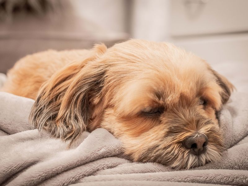 Lhasa Apso