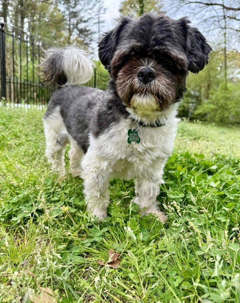 Shih Tzu - Overrated