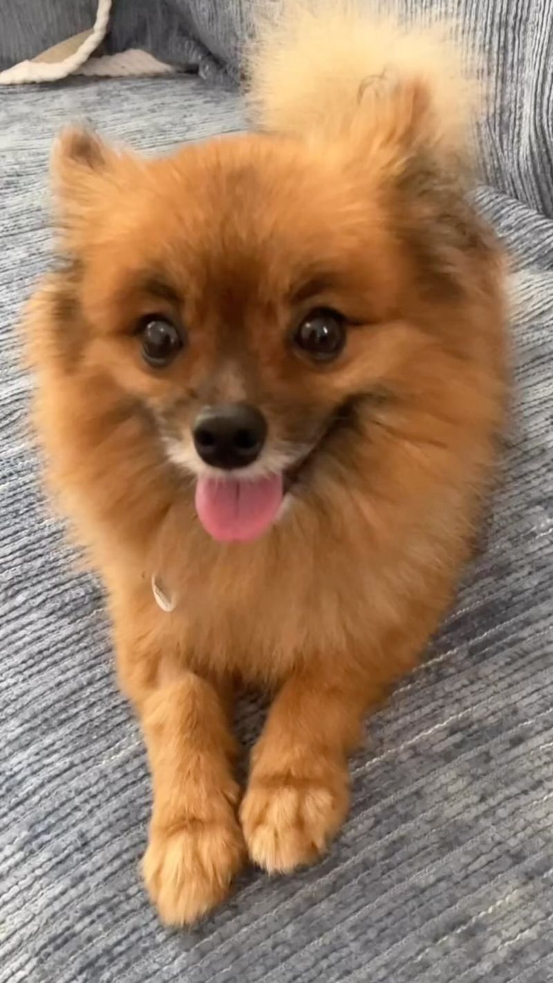 Pomeranian
