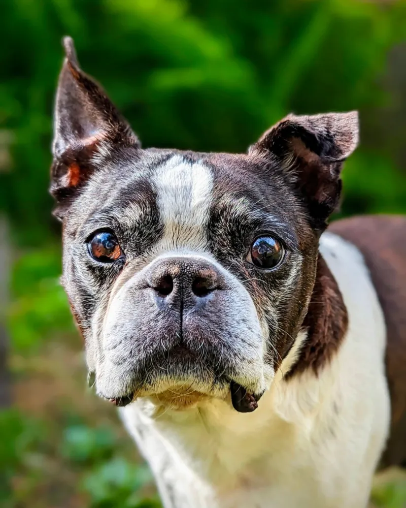 Boston Terrier