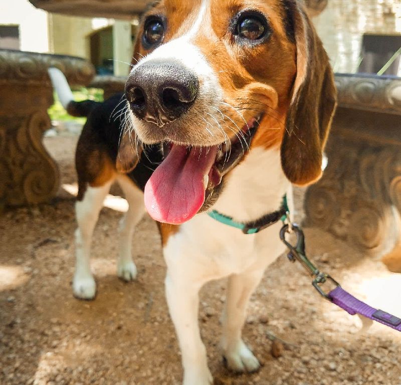 Toby, the Courageous Beagle
