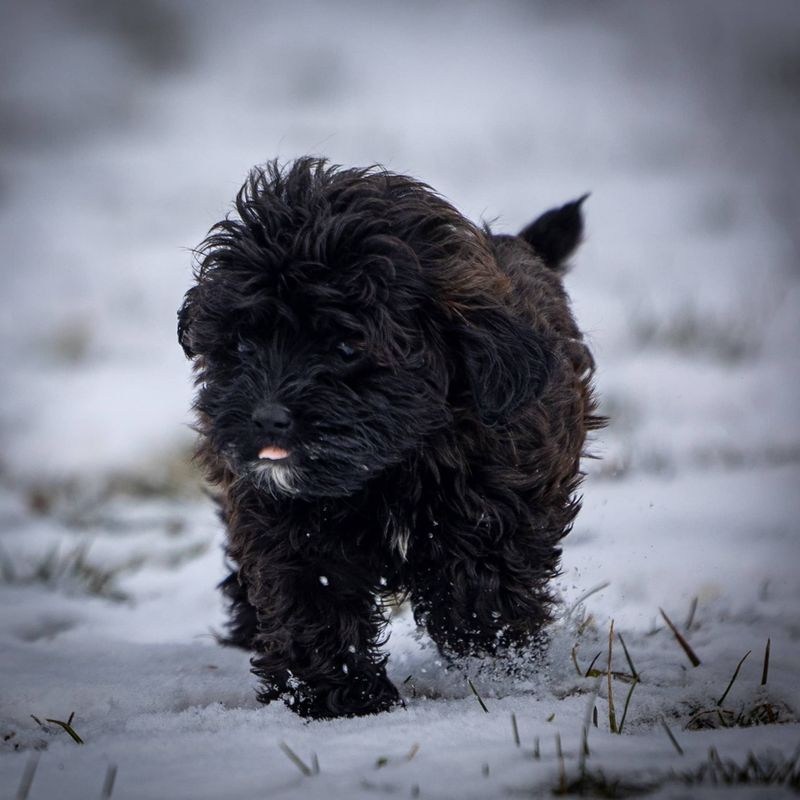 Coco