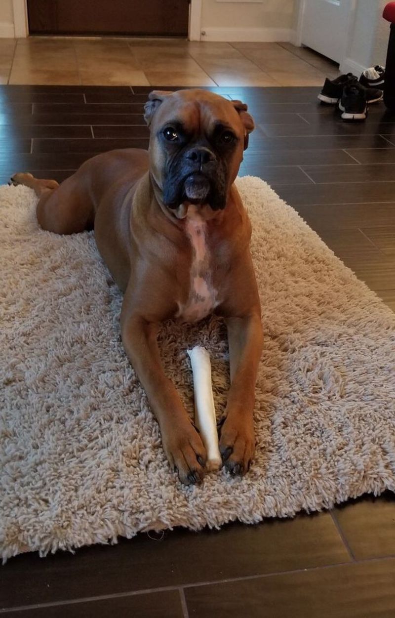 Rocky the Boxer