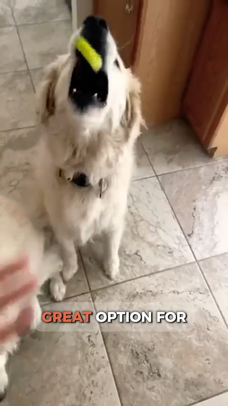 Celery