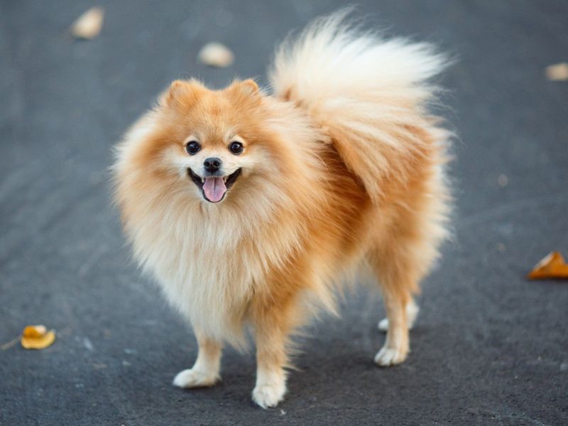2. Pomeranian