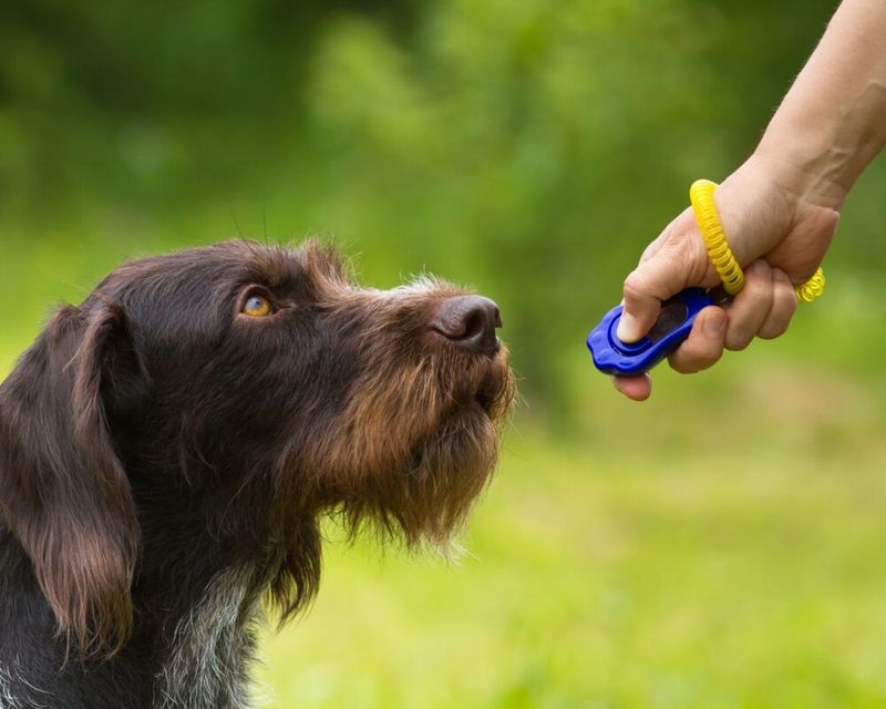 2. Clicker Training