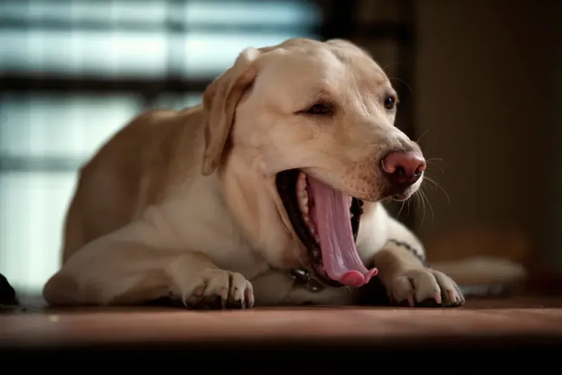 Labrador Retriever