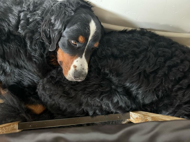 Bernese Mountain Dog