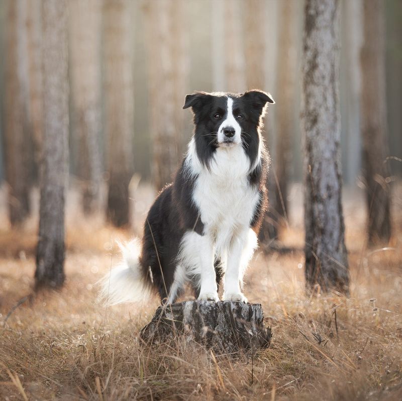 Border Collie