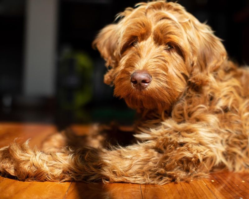 Labradoodle