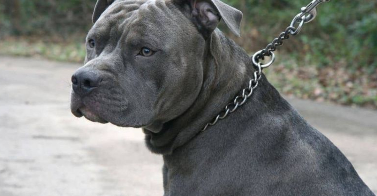 10 Surprising Risks of Dog Collars Every Owner Should Be Aware Of