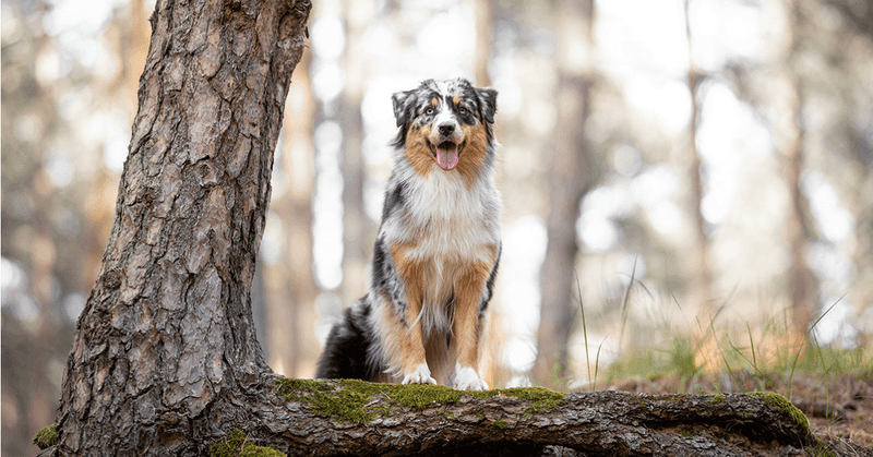 11. Australian Shepherd