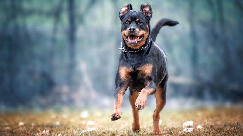 Rottweiler