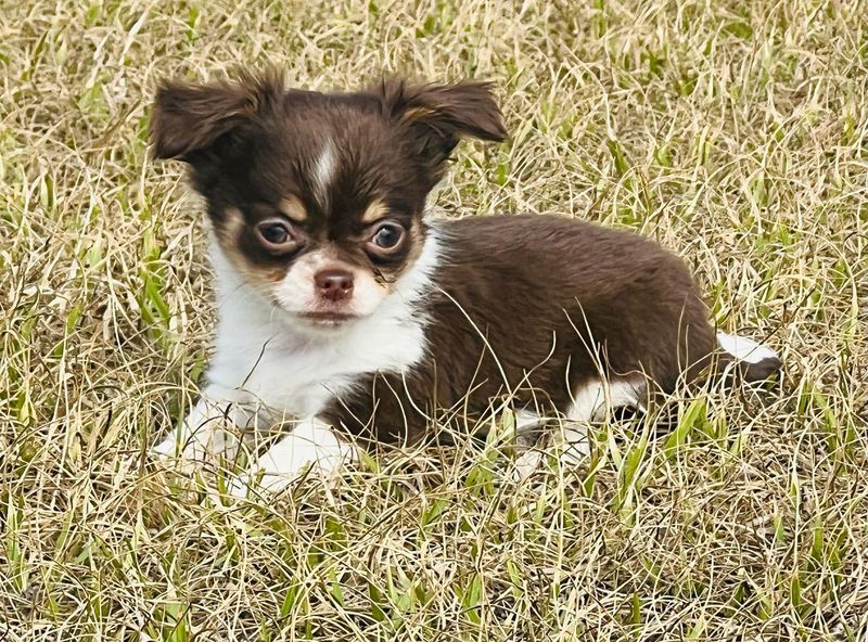Chihuahua