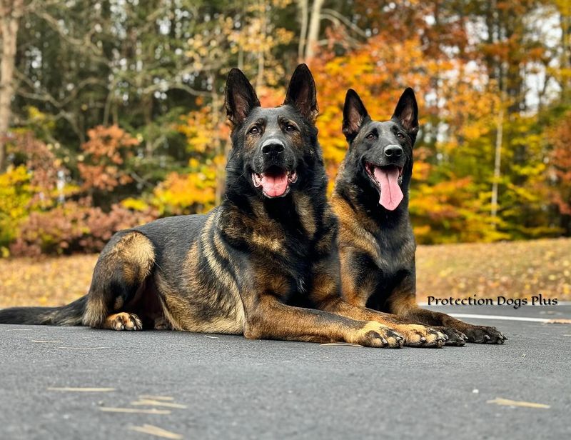 German Shepherd