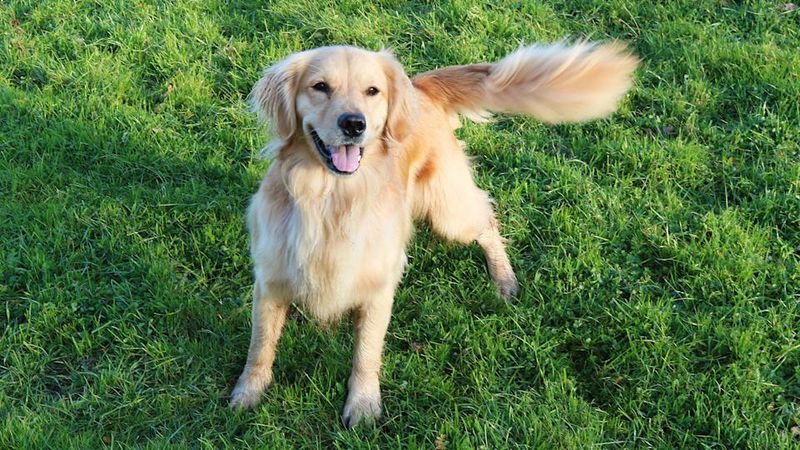 The Tail Wag