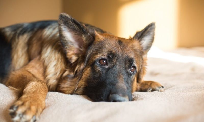 Dogs' Expressive Emotions