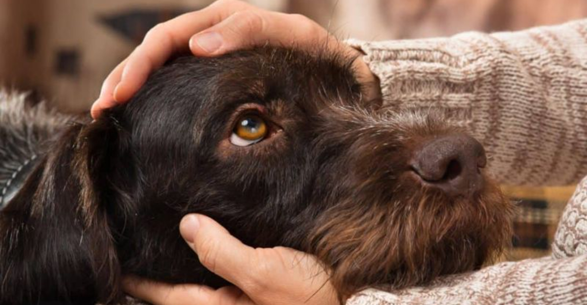 12 Signs Your Dog Deeply Trusts You—And 10 That Mean They’re Still ...