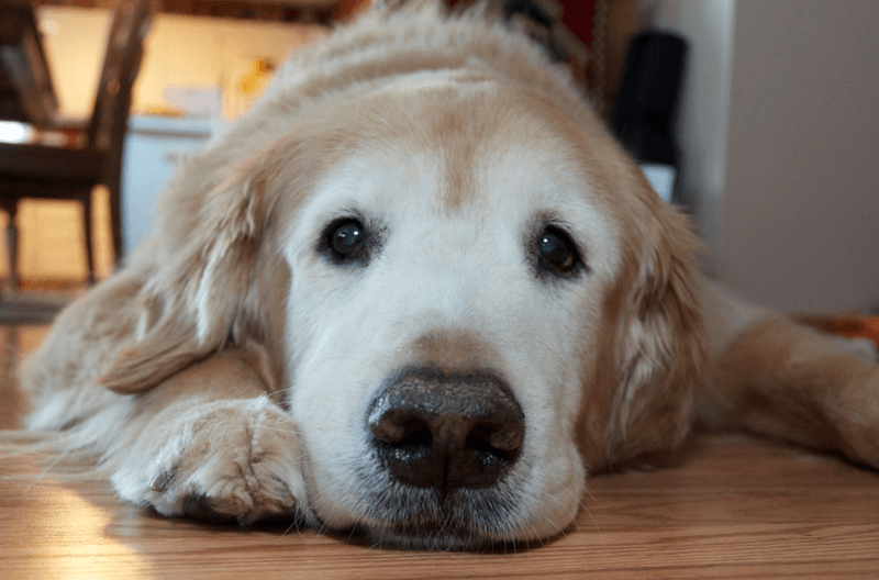 Signs of Aging in Dogs