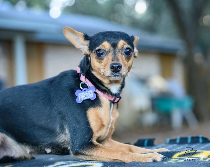 Chihuahua