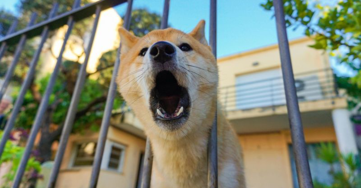 12 Ways Dogs Show Displeasure (And 12 Breeds That Rarely Complain)