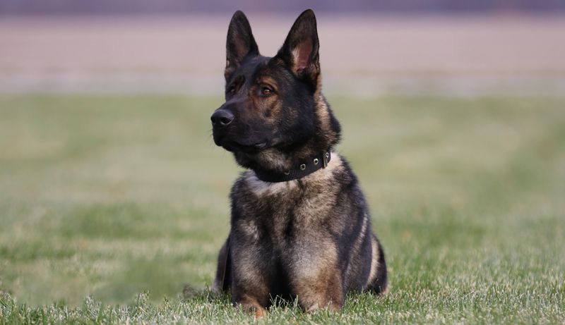 Guarding the Home