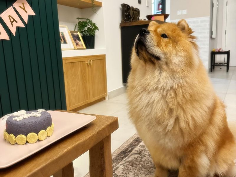 Chow Chow