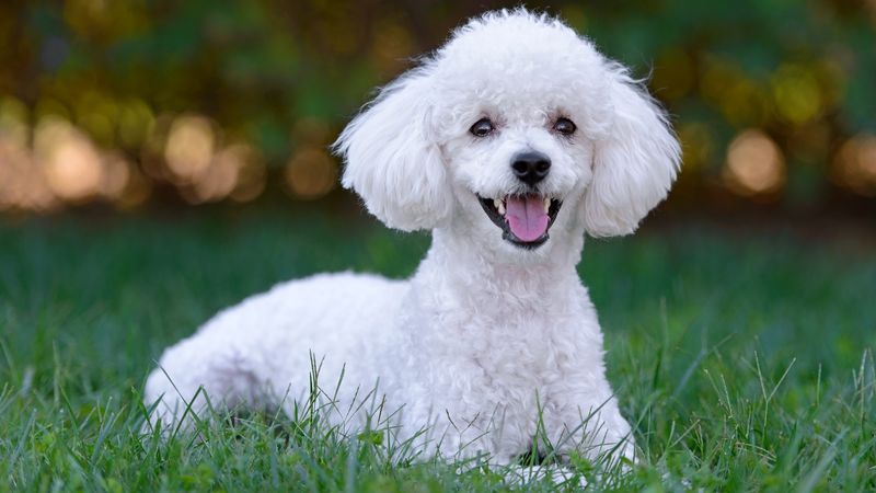 13. Poodle