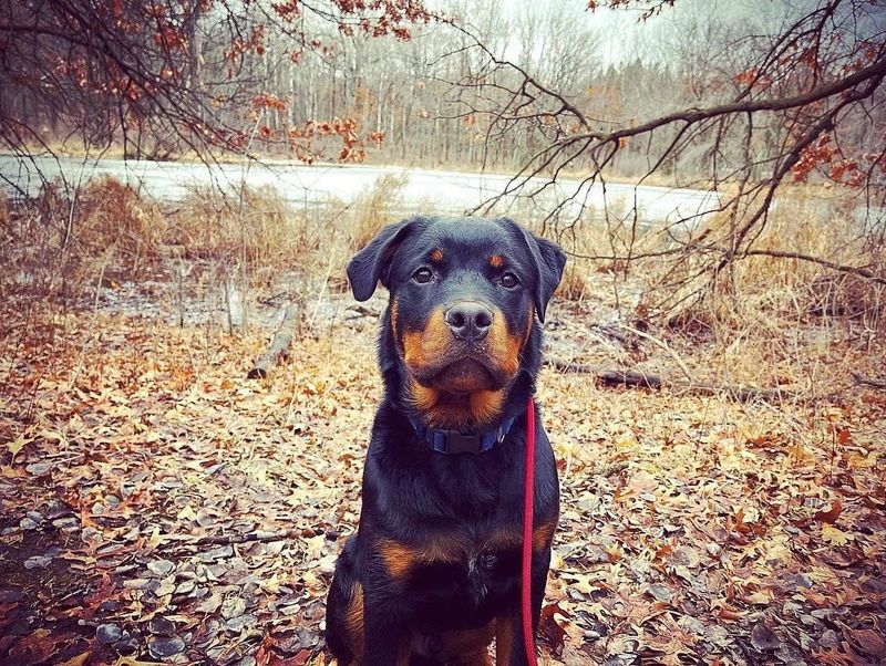 Rottweiler