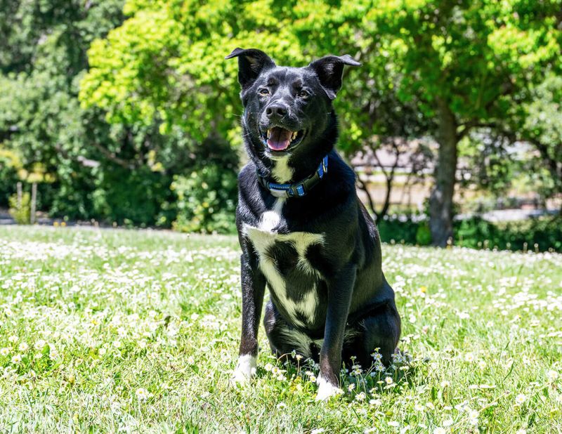 Border Collie Lab Mix
