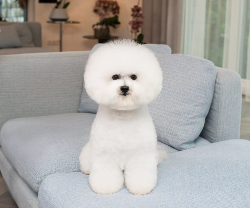 Bichon Frise