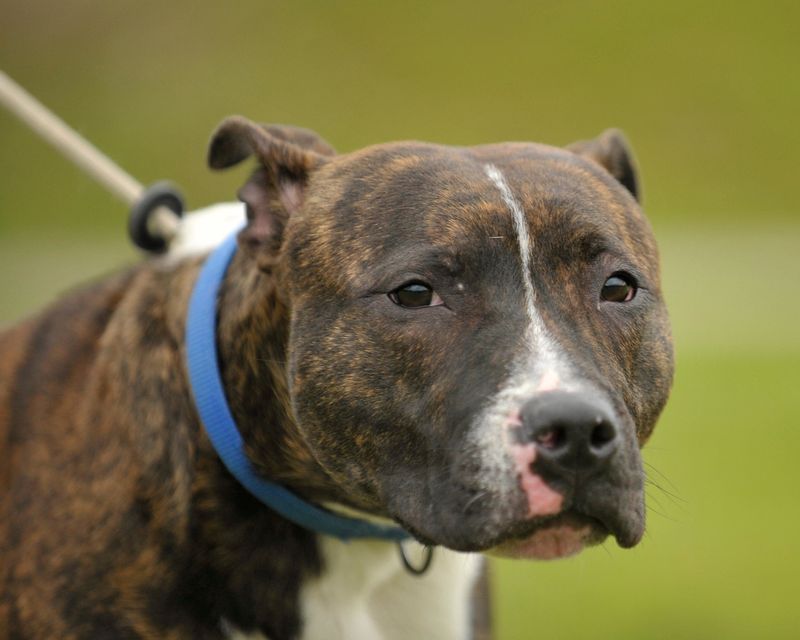 Pit Bull Terrier