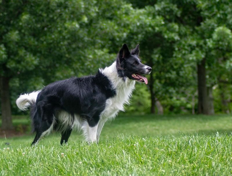 Border Collie