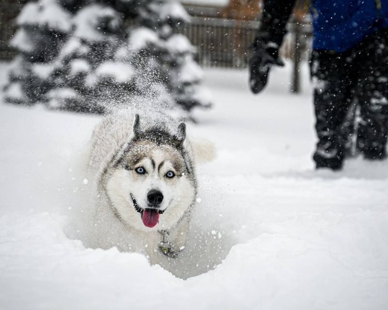Siberian Husky
