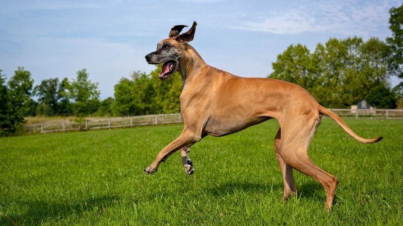 Great Dane