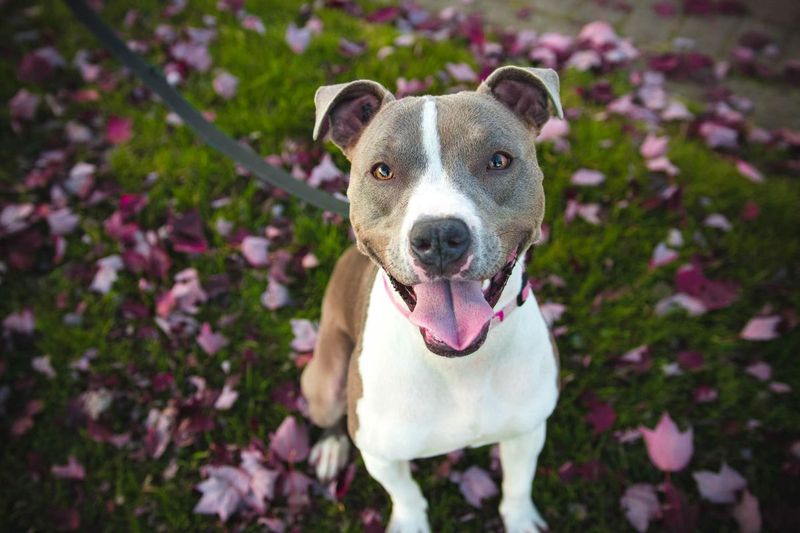 Pit Bull