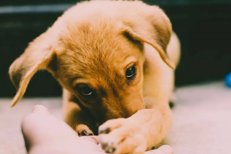 First Day Home