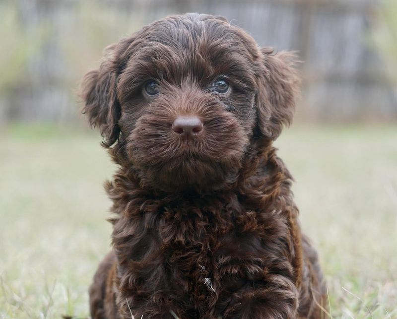 Labradoodle
