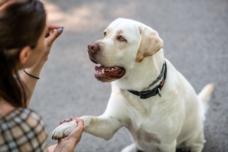 The Loyal Listener