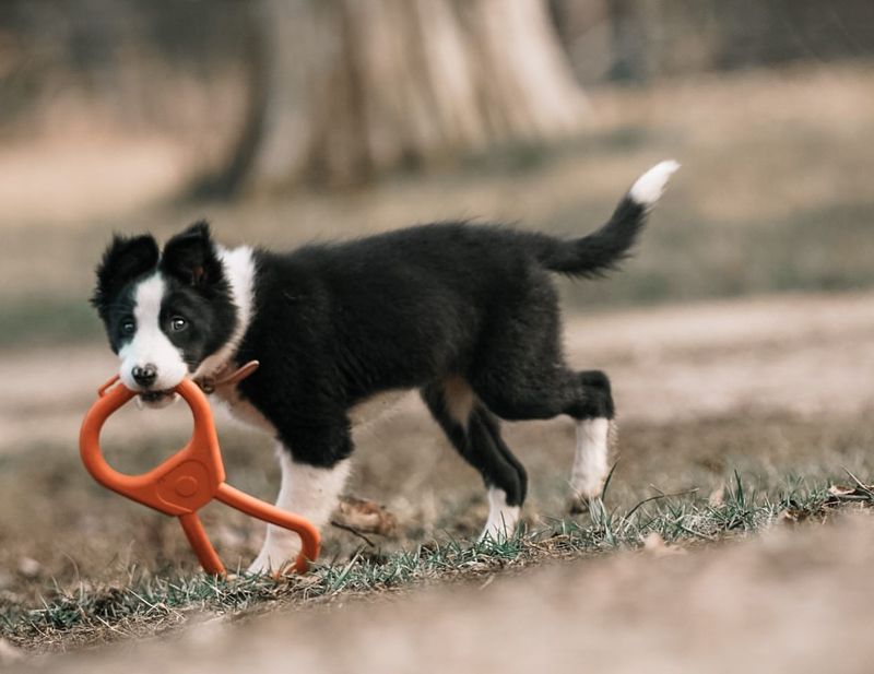 Border Collies